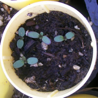 Heterotheca villosa germinant